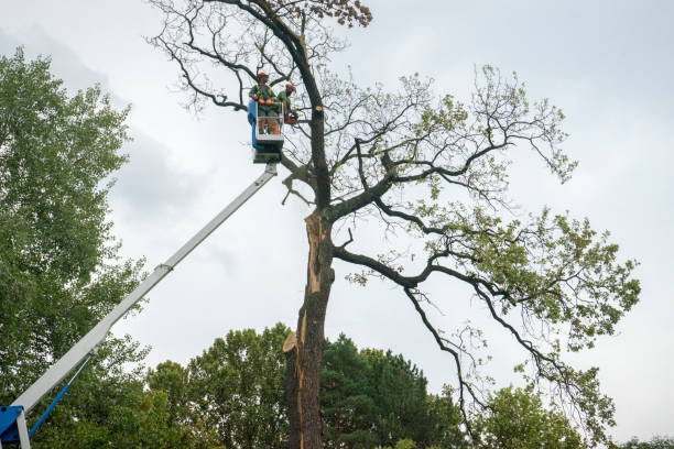 Professional Tree Care in Portsmouth, OH